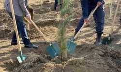 Fidanlar toprakla buluştu