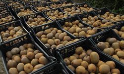 Samsun’da ‘2025 Yılı Kivi Hasat Etkinliği’