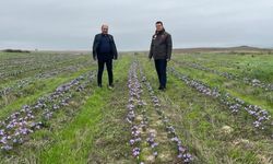 Tekirdağ’da safran üretimi yaygınlaşıyor