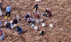 Türkiye’de sezonun son patatesleri Sivas’ta sökülüyor