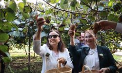 Yalova’nın coğrafi işaretli meyvesi kivide hasat sevinci