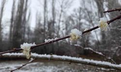 15 gün önce çiçek açan erik ağaçları kar altında kaldı