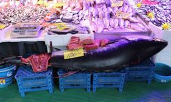 280 kiloluk orkinos vatandaşları hayrete düşürüyor