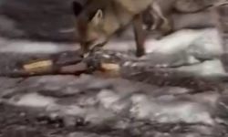 Aç kalan tilkiyi elleriyle besledi