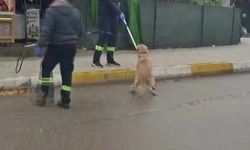 Adana'da başıboş sokak köpekleri toplanıyor