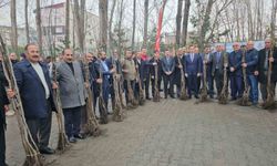 Adilcevaz'da 12 bin aşılı ceviz fidanı dağıtıldı