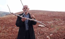 Adıyaman'da 10 bin ağaç kırılarak yok edildi