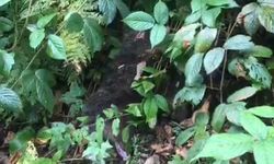 Ağaçta mahsur kalan yavru ayı, itfaiye tarafından kurtarıldı