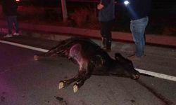 Ağıldan kaçan inek, araçların çarpması sonucu telef oldu