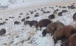 Ağrı'da kar ve tipi hayatı durdurdu