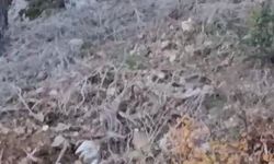 Alanya'da yerleşim alanına yakın bölgede kurt görüntülendi