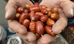 Alaşehir'de iğde ağaçlarının sayısı her geçen gün azalıyor