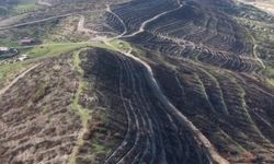 Aliağa ve Foça'da yanan orman alanları yeniden yeşile kavuşuyor