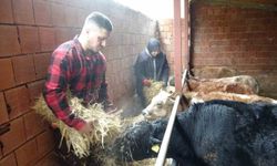 Almanya'dan köyüne döndü, çobanlık yapmaya başladı