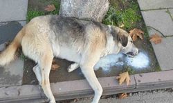 Amasya'da şehrin göbeğinde köpek ve kediler ölü bulundu