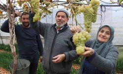 Amasyalı Feruziye nine serada kışın üzüm yetiştirip satıyor