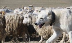 Ankara'nın kadim değeri tiftik keçisi yeniden gözde: Ayaş'ta 3 bin baş yetiştiriliyor