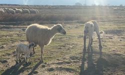 Anne koyun kuzusunu korumak için köpeğe karşı siper oldu