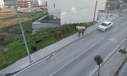 Arnavutköy'de başıboş gezen atlar tehlike saçıyor