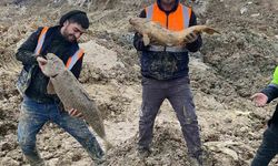 Arnavutköy'de İBB'nin döküm sahasına çevirdiği Mavi Göl'de balıklar can çekişiyor