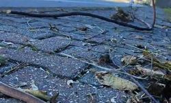 Artvin'in ardından Trabzon'da da yılanlar kış uykusuna yatmadı