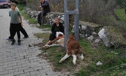 Aydınlatma direğine sıkışan buzağıyı itfaiye ekipleri kurtardı