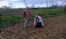 Babaeski'de sera ve sarımsak üretim alanlarında üretim şartları kontrol edildi