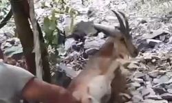 Bahçede uyuyakalan yaban keçisini 'Kalk kızım' diyerek uyandırdı