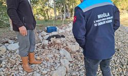 Balıkçıların kurtardığı yavru Akdeniz Foku yetkililere teslim edildi