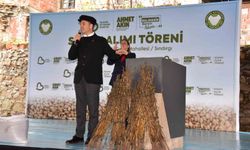 Balıkesir'de susam üreticisine büyük destek: Alım fiyatı 155 TL'ye yükseldi