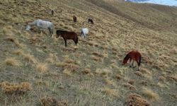 Başıboş bırakılan at ve eşekler hem trafiği hem yaban hayatını tehdit ediyor