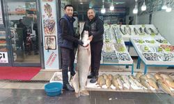 Batman'da dev turna balığı ilgi odağı oldu