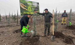 Baybatur'dan yanan orman alanlarına bin fidan