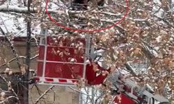 Bayburt'ta ağaç dallarına dolanan kargayı itfaiye kurtardı