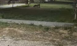 Bayburt'ta birbirleriyle oyun oynayan iki tilki görüldü