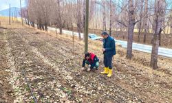 Bayburt'ta salep üretim alanları yerinde incelendi