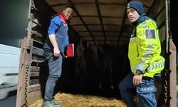 Belgesiz hayvan sevkine ceza: Hayvanlar işletmeye iade edildi