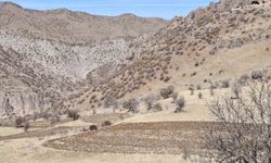 Bestler Dereler bölgesine 30 yıl sonra ilk kez yollar açılıyor