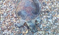 Bodrum'da yavru caretta caretta kıyıya vurdu