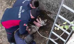 Boş havuza düşen yavru karacayı itfaiyeciler kurtardı