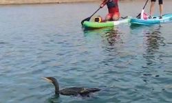 Botan Vadisi'nde yaralı bulunan karabatağı kurtarma çabası yetersiz kaldı