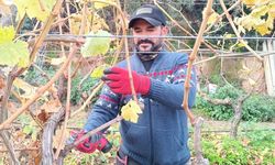 Budama maliyeti üreticiyi ailece bağa indirdi