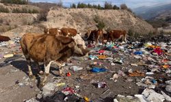 Büyükbaş hayvanlar çöplükte besleniyor
