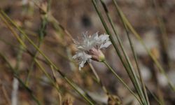 'Çameli pelemiri' bitki literatürüne kazandırıldı