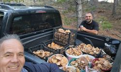 Çameli'de cintar bereketi