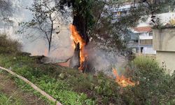 Çamlık alanda çıkan yangın büyümeden söndürüldü