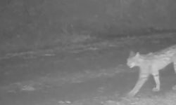 Çankırı'da vaşak görüntülendi