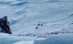 Çatak'ta dağ keçileri görüntülendi