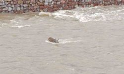 Çaya düşen karaca kurtarıldı