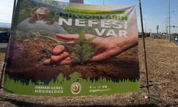 Cizre'de havalimanı yolu 450 fidan ile yeşilleniyor